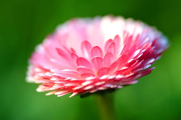 Close-up van mooie rode margrieten op een weide — Stockfoto