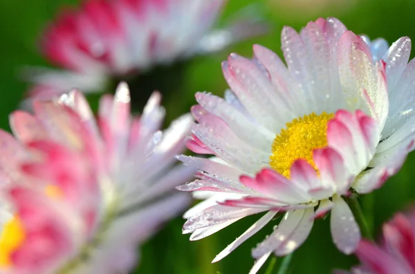 Close-up van mooie rode margrieten op een weide — Stockfoto