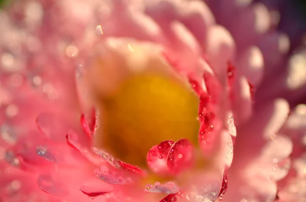 Extrême gros plan d'une belle marguerite rouge sur une prairie — Photo