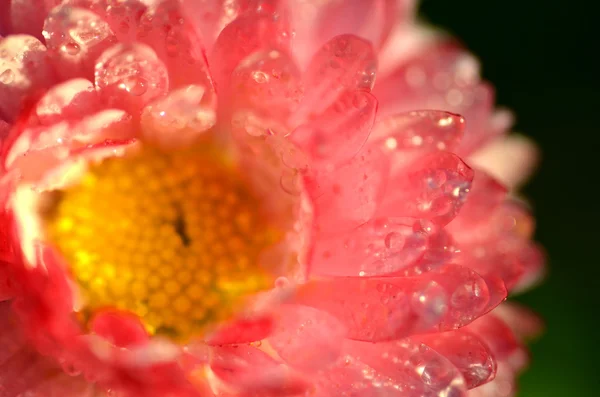 Güzel bir kırmızı papatya bir çayır üzerinde aşırı closeup — Stok fotoğraf