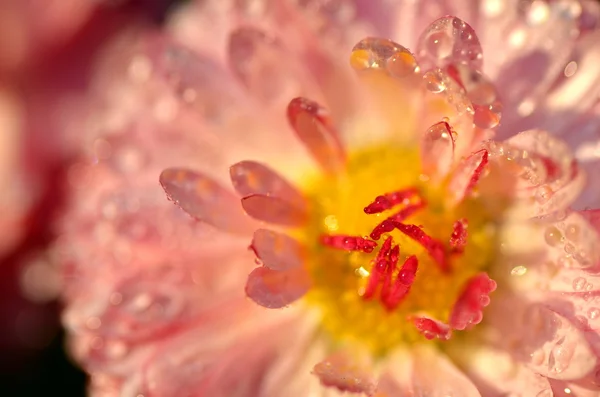 Extreme close-up van een mooie rode daisy op een weide — Stockfoto