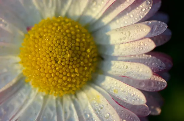 Extreme closeup of a beautiful white daisy on a meadow — Stock Photo, Image