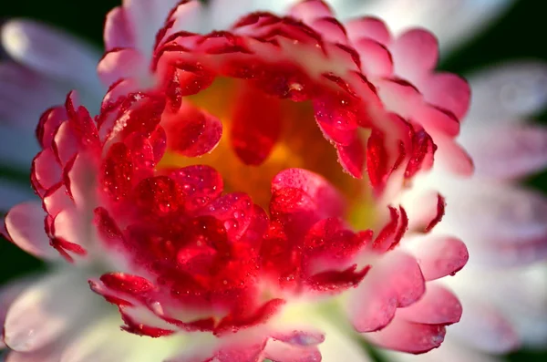 Extreme closeup of a beautiful red daisy on a meadow — Stock Photo, Image