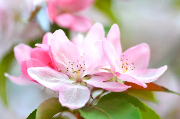 鲜粉红色苹果树的花朵的特写 — 图库照片
