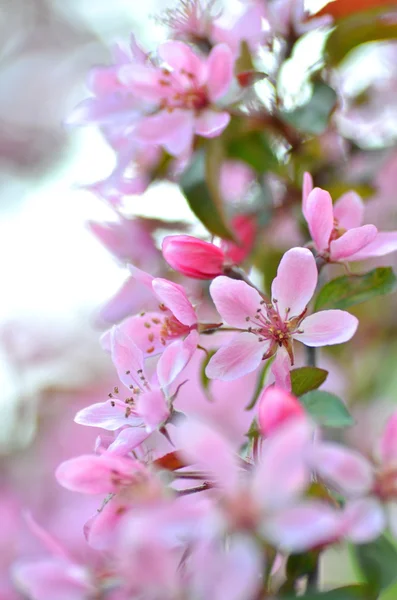 Primer plano de flores frescas de manzano rosado — Foto de Stock