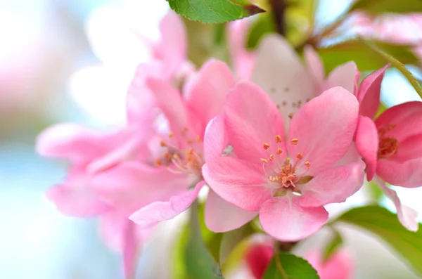 Closeup svěží růžové jablko strom květin — Stock fotografie