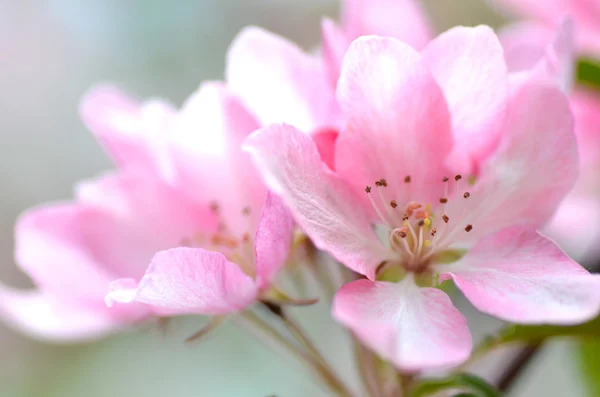 鲜粉红色苹果树的花朵的特写 — 图库照片