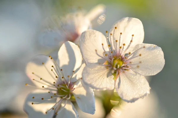 Closeup of cherry tree flowers — Stock Photo, Image