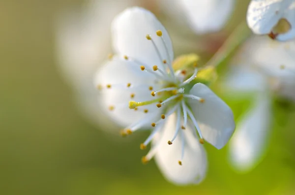 Nahaufnahme von Kirschbaumblüten — Stockfoto