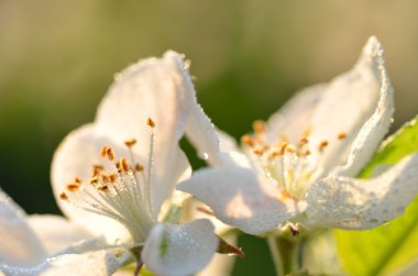 tatlı taze elma ağacı çiçek