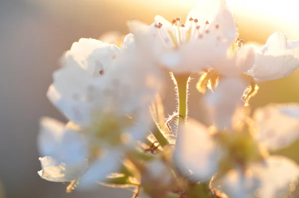 Closeup de flores de pêra fresca — Fotografia de Stock