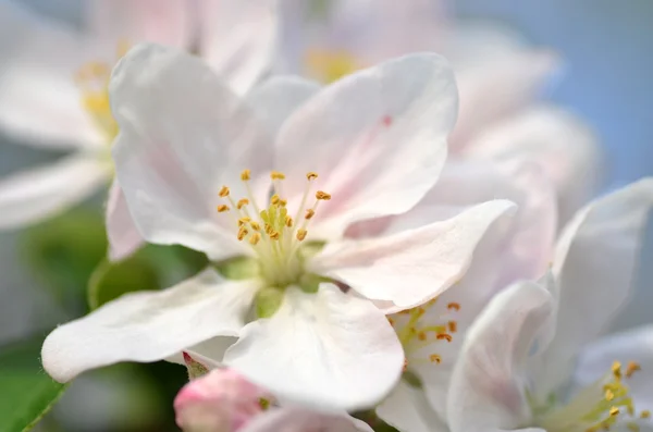 新鲜的苹果树花的特写 — 图库照片