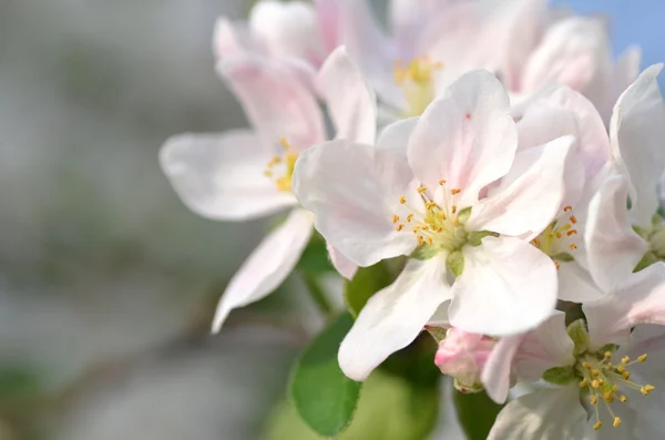 Closeup of fresh apple tree flowers — Stock Photo, Image