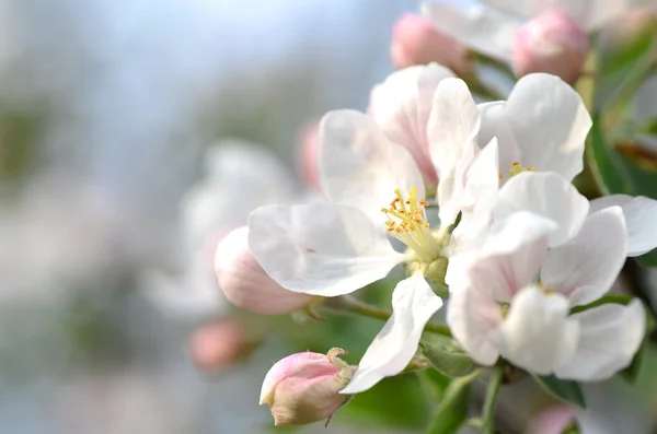 Nahaufnahme von frischen Apfelbaumblüten — Stockfoto