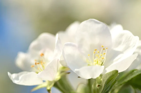 Nærbillede af friske æbletræblomster - Stock-foto