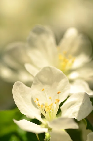 Gros plan de fleurs fraîches de pommier — Photo