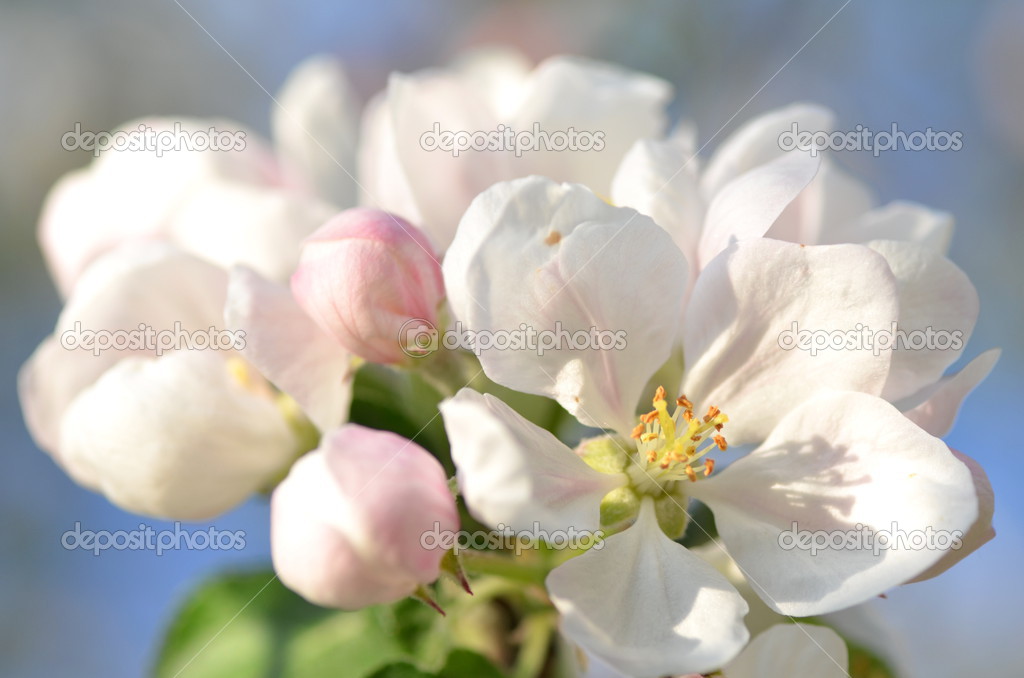 Closeup of fresh apple tree flowers