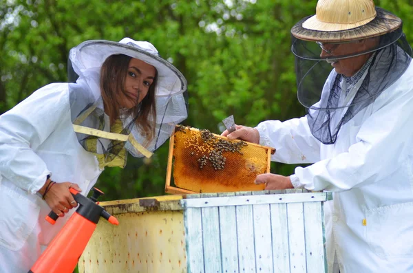 两个养蜂人在春天在养蜂房里做检查 — 图库照片