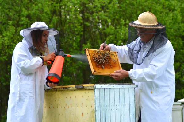 Dos apicultores haciendo inspección en colmenar en primavera —  Fotos de Stock