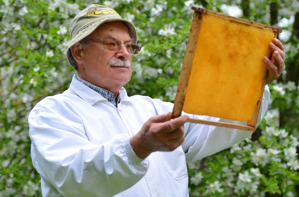 Beekeeper sênior que faz a inspeção no apiary na mola — Fotografia de Stock
