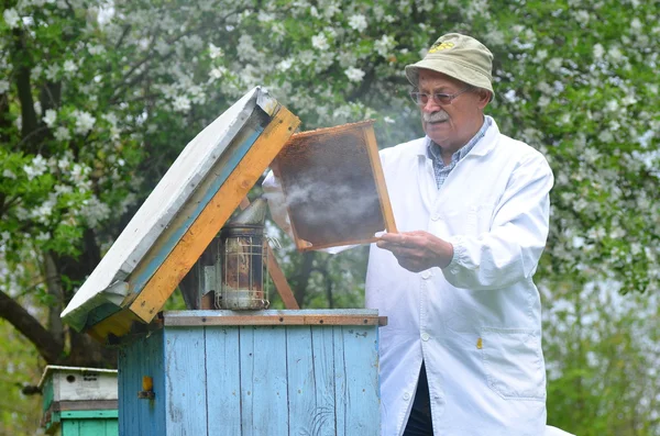 Beekeeper sênior que faz a inspeção no apiary na mola — Fotografia de Stock