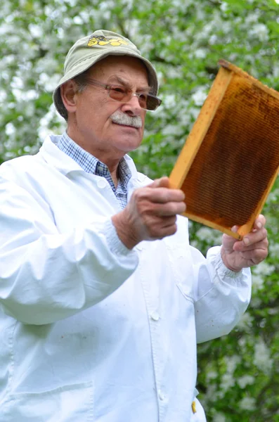 Beekeeper sênior que faz a inspeção no apiary na mola — Fotografia de Stock