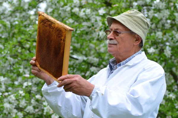 Senior biodlare att göra inspektion i bigården våren — Stockfoto