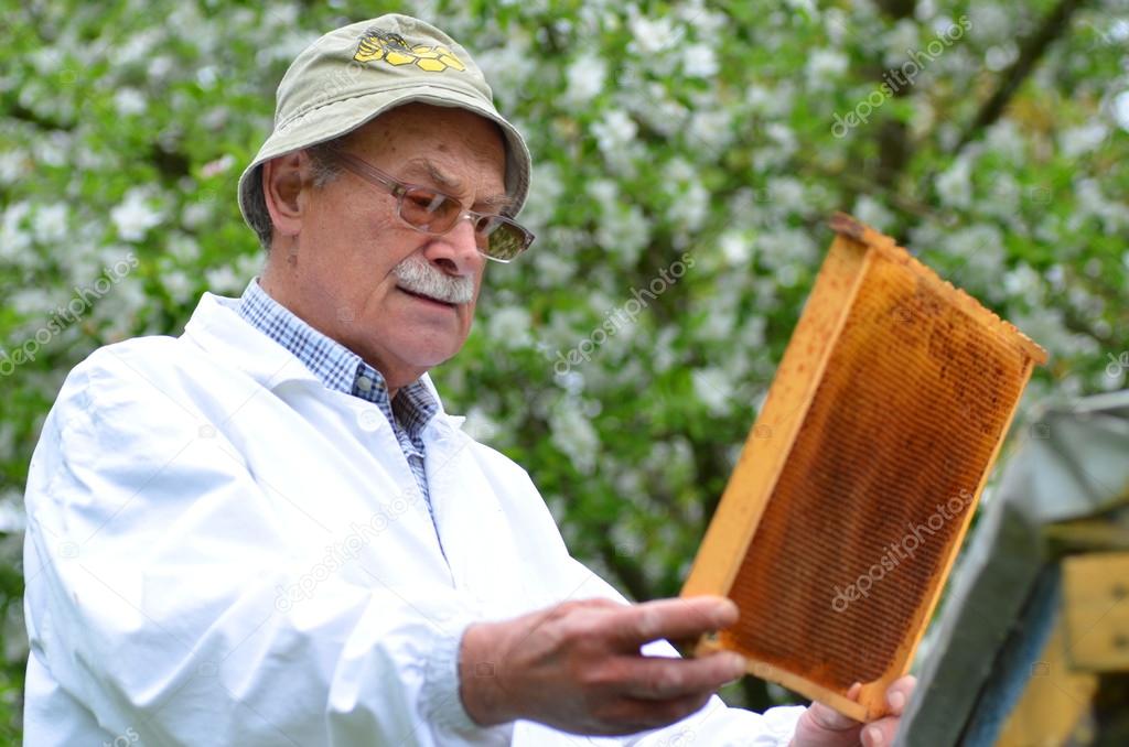 Senior beekeeper making inspection in apiary in the springtime