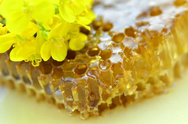 美味的蜂蜜、 蜂窝和微妙的油菜花 — 图库照片