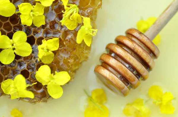 Délicieux miel, nid d'abeille, délicates fleurs de colza et trempette au miel — Photo