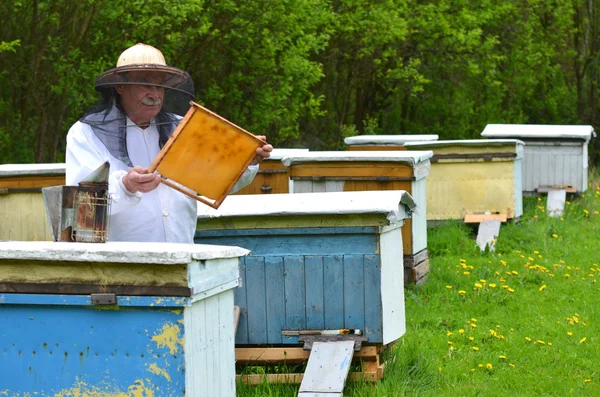 Apicoltore senior che effettua l'ispezione in apiario in primavera — Foto Stock