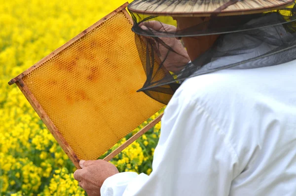 Experienced senior apiarist working in the blooming rapeseed field — Stock Photo, Image