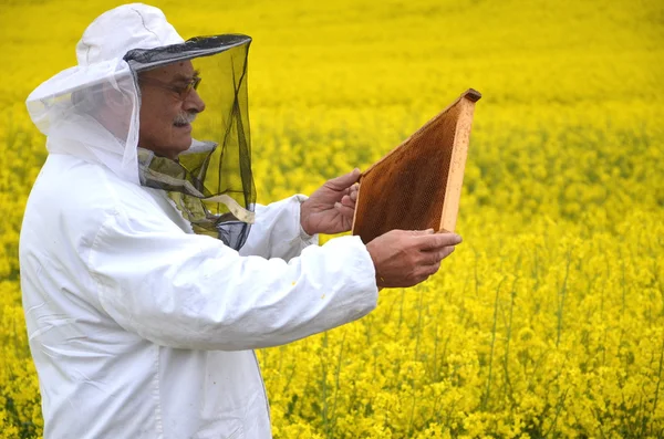 Ervaren senior apiarist werken in de bloeiende koolzaad-veld — Stockfoto