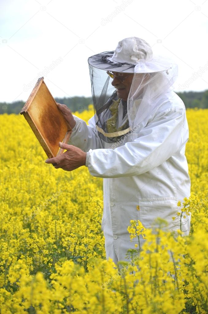 Experienced senior apiarist working in the blooming rapeseed field