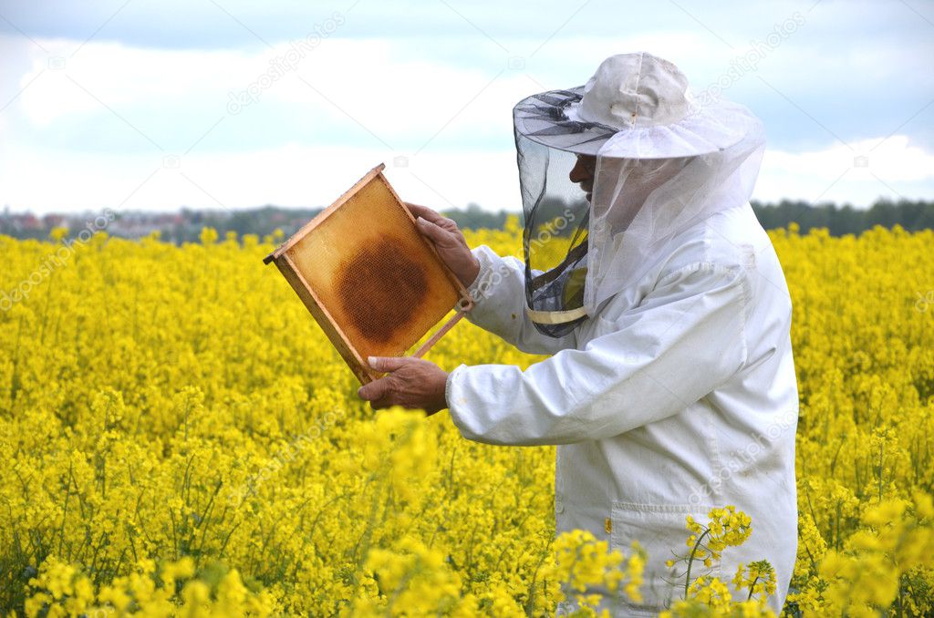 Experienced senior apiarist working in the blooming rapeseed field