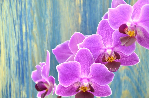 Schöne rosa Orchideen vor hölzernem Hintergrund — Stockfoto