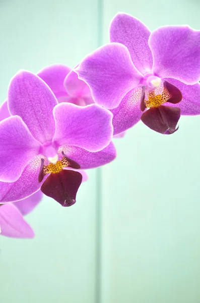 Beautiful pink orchids against wooden background — Stock Photo, Image