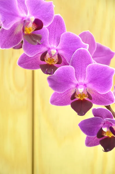 Hermosas orquídeas rosadas sobre fondo de madera — Foto de Stock