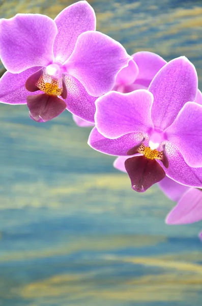Hermosas orquídeas rosadas sobre fondo de madera — Foto de Stock
