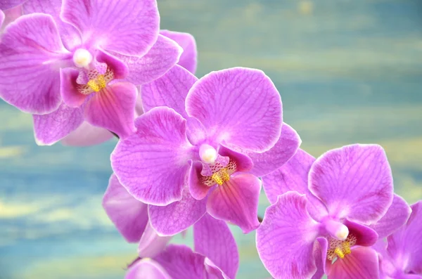 Beautiful pink orchids against wooden background — Stock Photo, Image