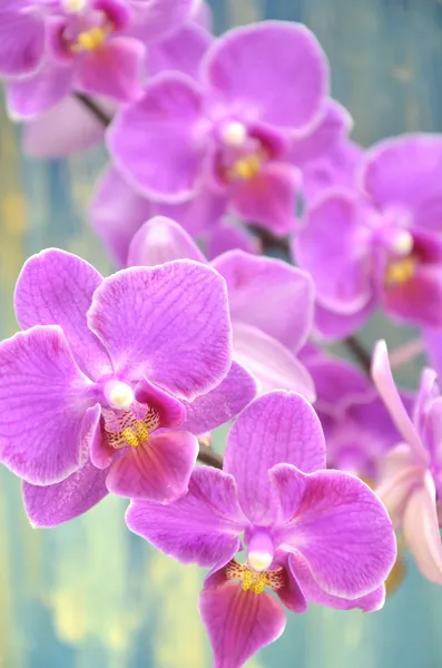 Beautiful pink orchids against wooden background — Stock Photo, Image