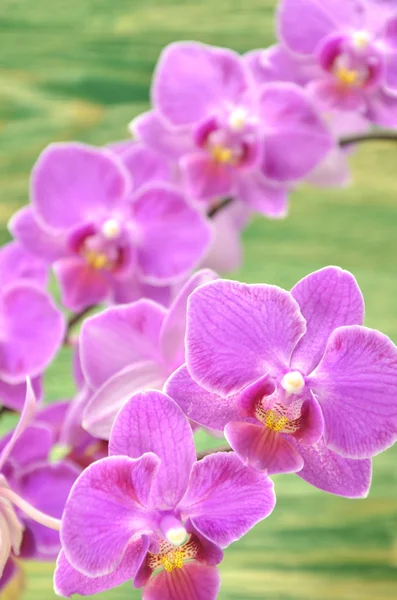 Beautiful pink orchids against wooden background — Stock Photo, Image