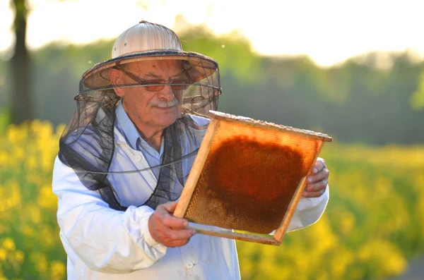 Ervaren senior apiarist werken in de bloeiende koolzaad-veld — Stockfoto