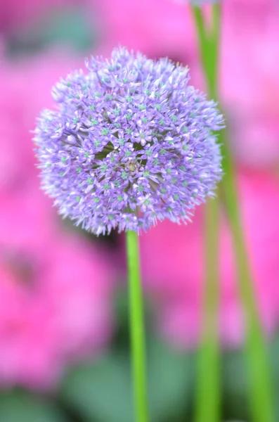 ピンクのツツジの花に対するニンニクのゴージャスな花序 — ストック写真
