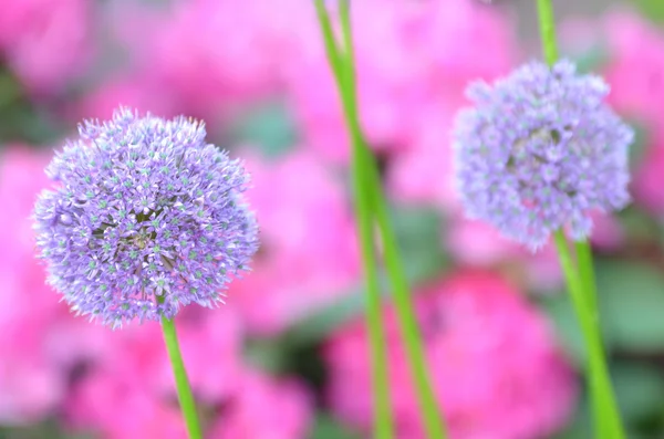 Muhteşem önümüzdeki pembe ormangülü çiçek karşı sarımsak — Stok fotoğraf