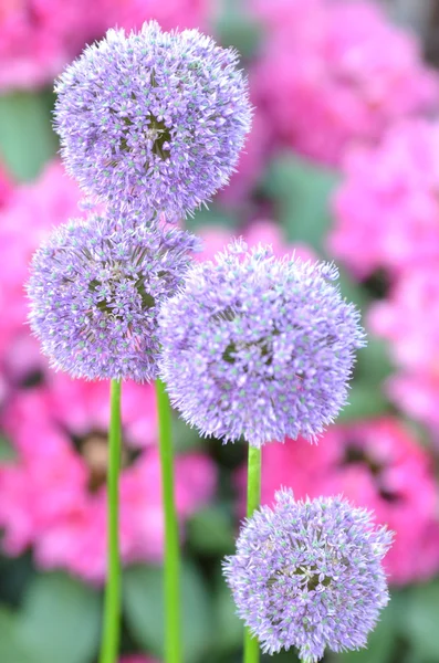 Gorgeous inflorescence of garlic against pink rhododendron flowers — Stock Photo, Image