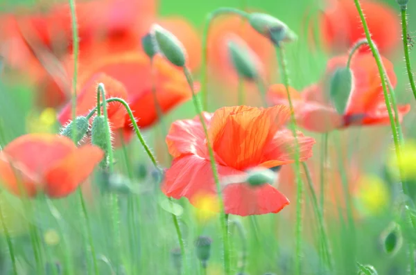 Delicate poppy seed flowers on a field — Stock Photo, Image