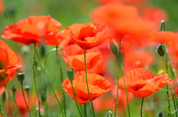 Delicati fiori di semi di papavero su un campo — Foto Stock