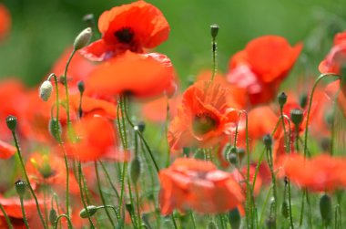 bir alan üzerinde hassas haşhaş tohumu çiçekler