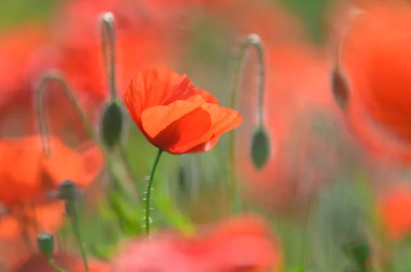 Mak delikatne kwiaty na pole — Zdjęcie stockowe